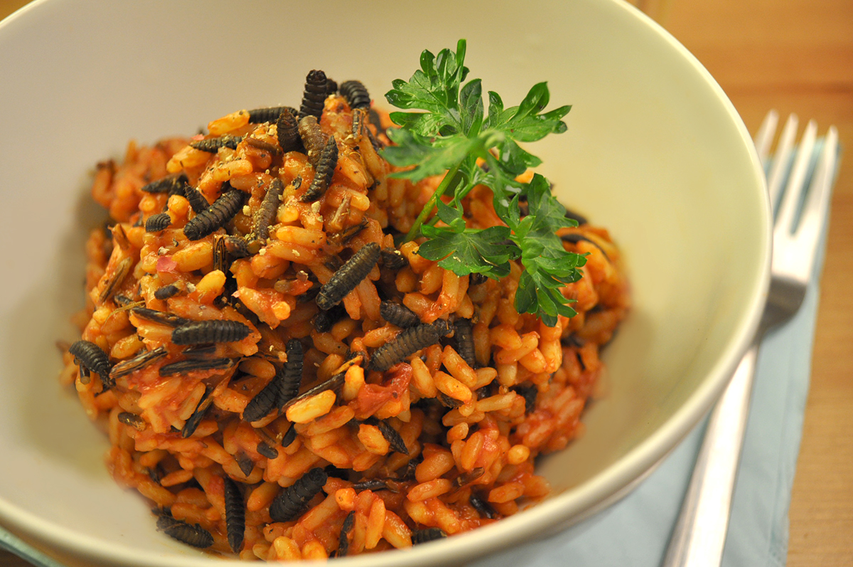 industrial design，Food culture，patent，designer，Insect breeding device，Black water gadfly egg，Black fly，