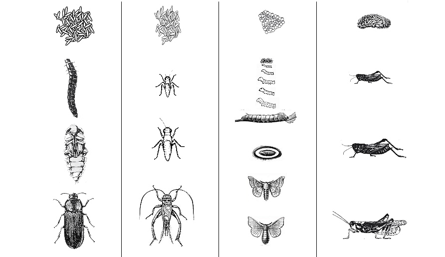 industrial design，Food culture，patent，designer，Insect breeding device，Black water gadfly egg，Black fly，