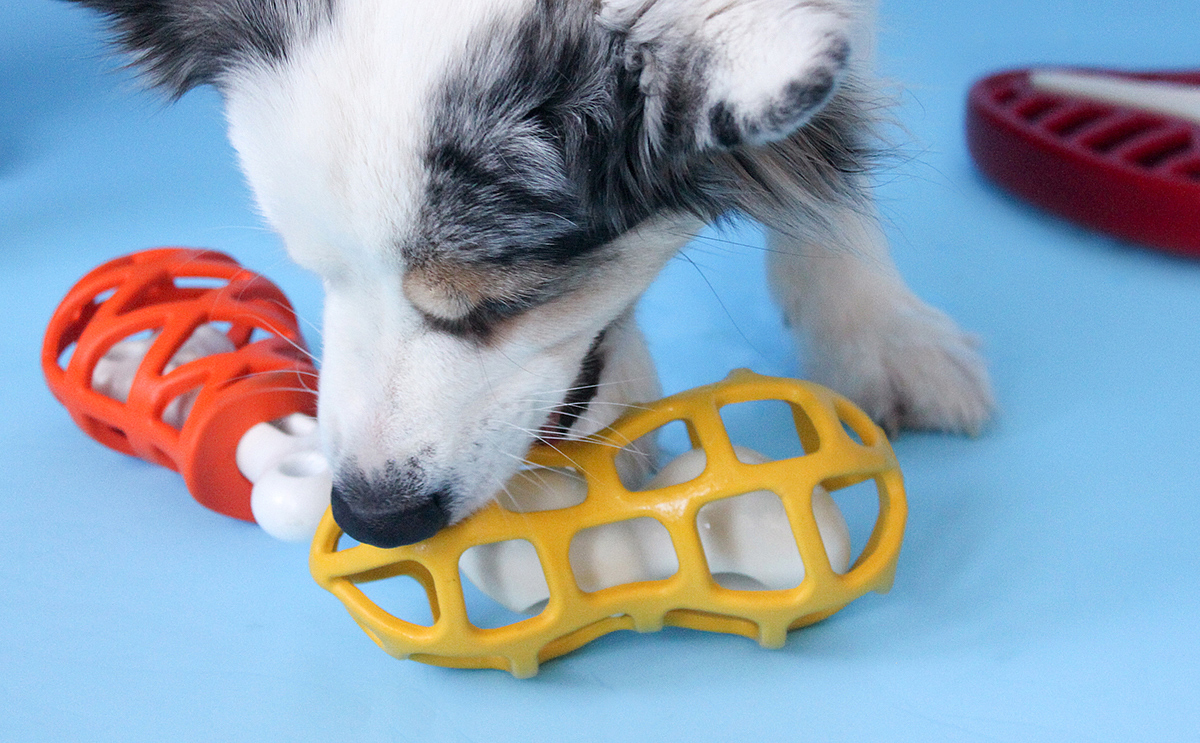 Pet toys，Pet products，Dog toys，bone，Creative design，industrial design，