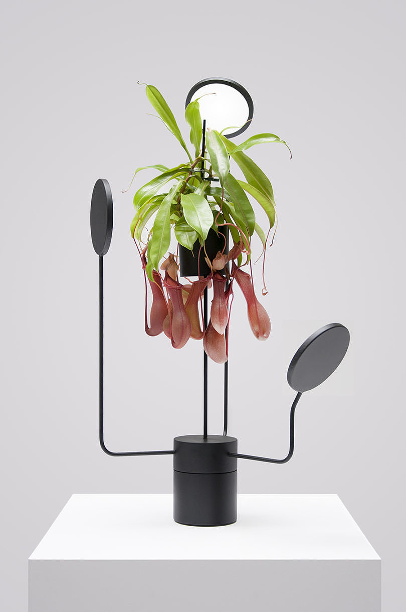 Simplicity，General image，Indoor planting，Instead of sunshine，led，