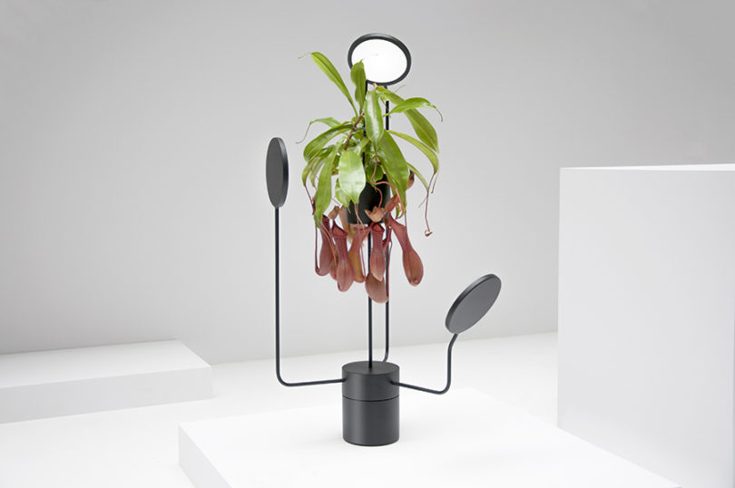 Simplicity，General image，Indoor planting，Instead of sunshine，led，