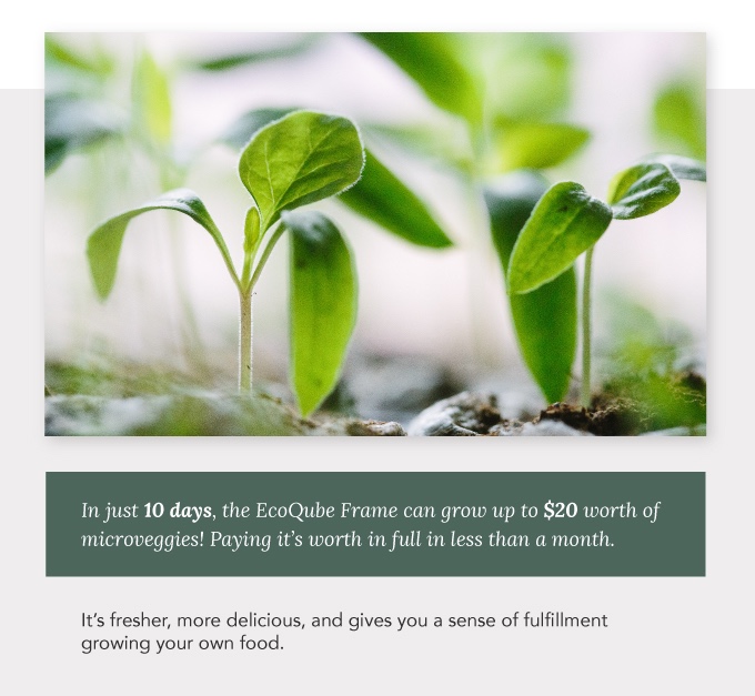 Potted plants，Botany，Home Furnishing，decorate，General image，