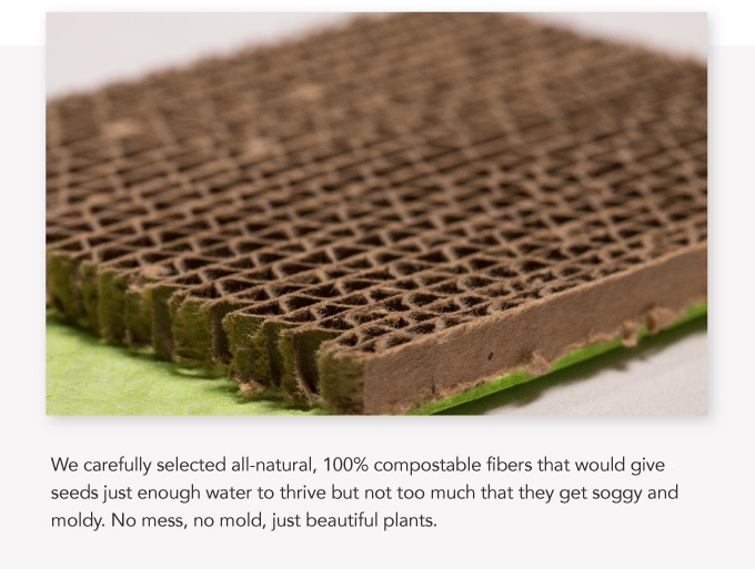 Potted plants，Botany，Home Furnishing，decorate，General image，