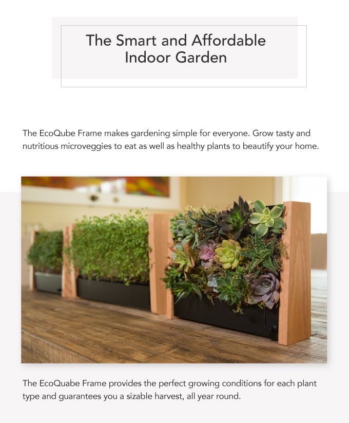 Potted plants，Botany，Home Furnishing，decorate，General image，