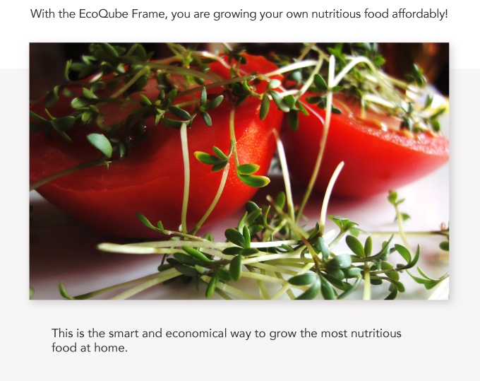 Potted plants，Botany，Home Furnishing，decorate，General image，