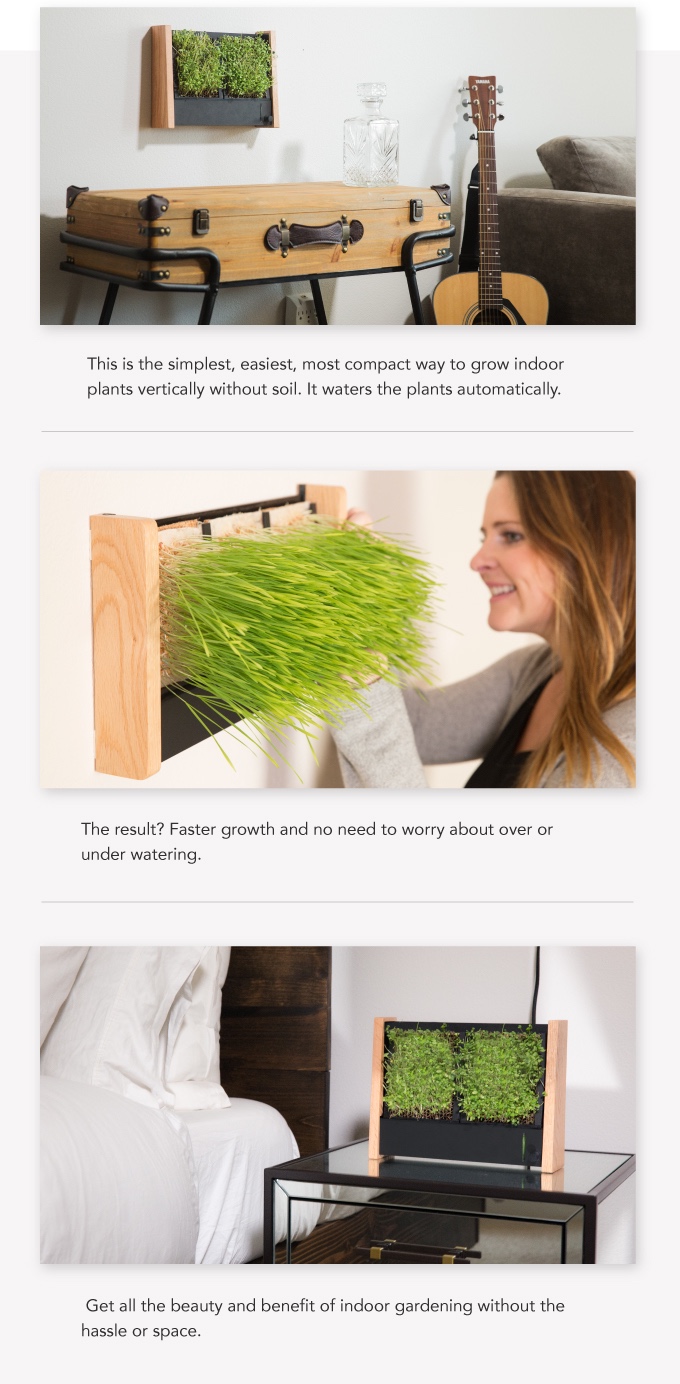 Potted plants，Botany，Home Furnishing，decorate，General image，