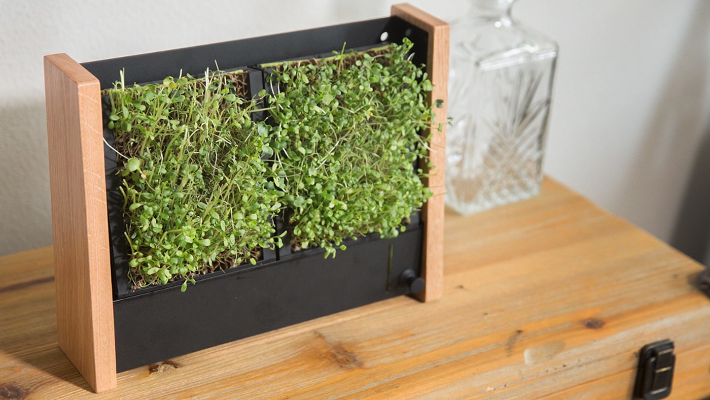 Potted plants，Botany，Home Furnishing，decorate，General image，