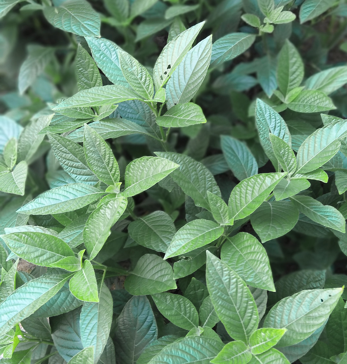 toothpaste，natural，