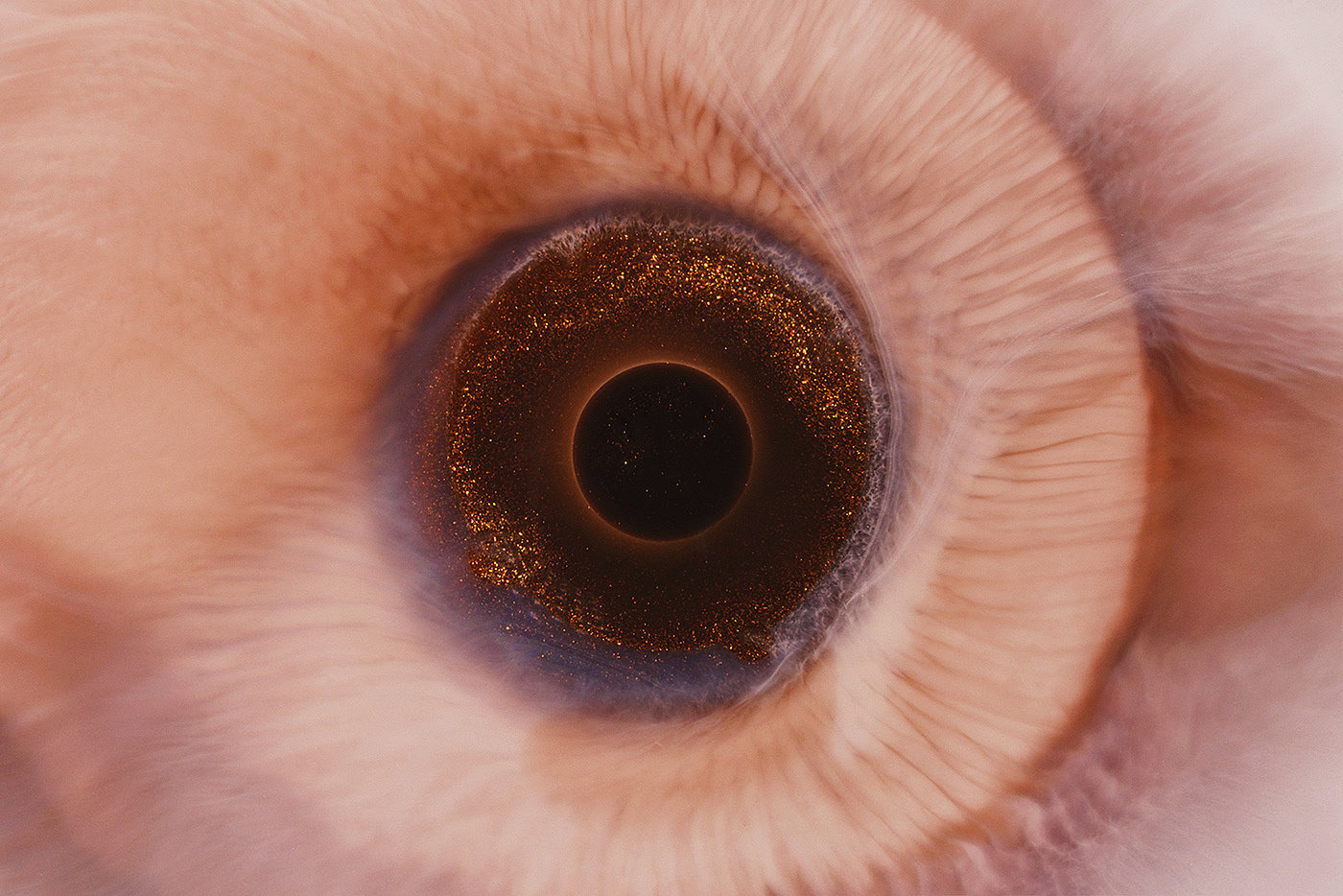 eye，Photography，Art appreciation，product design，