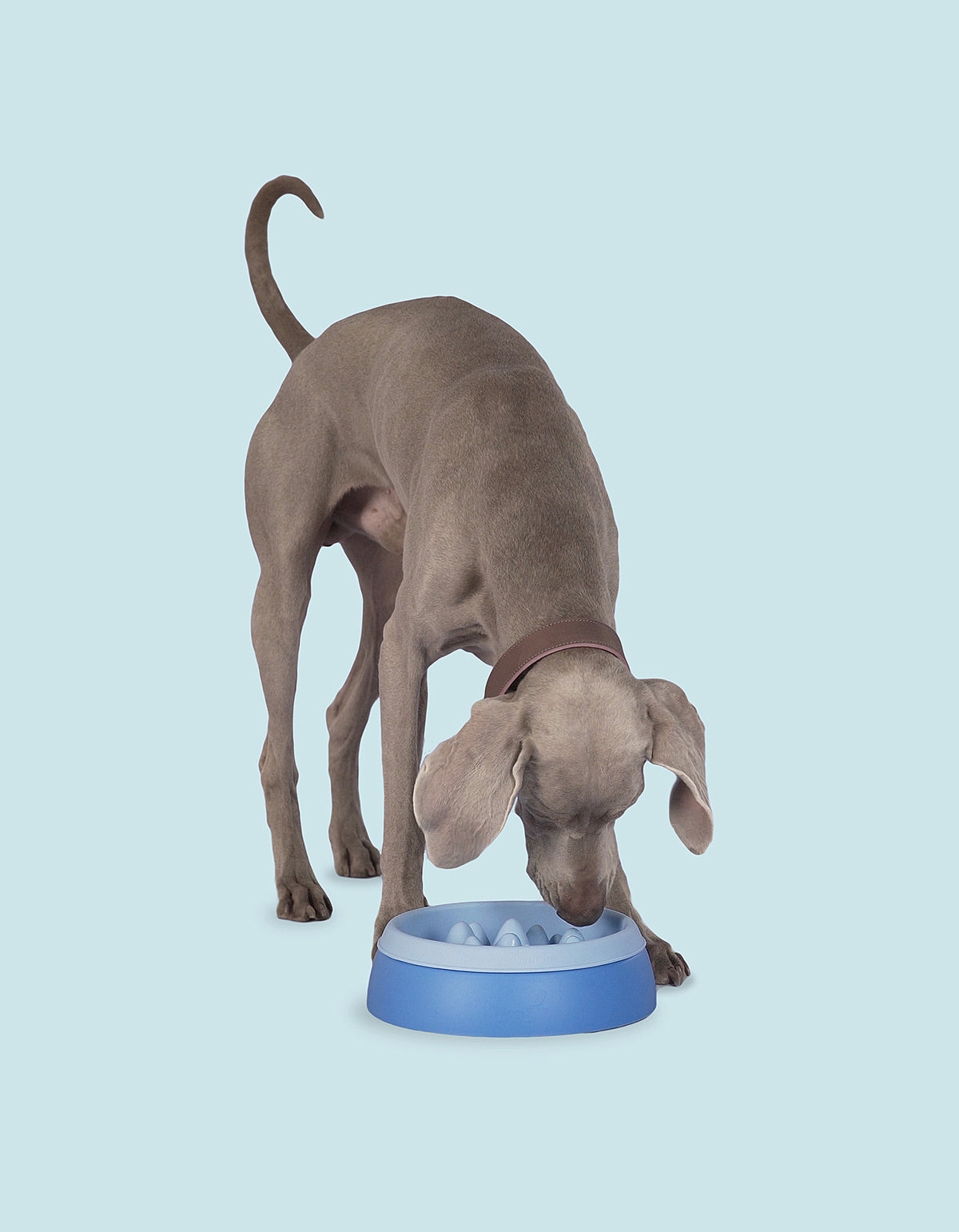 K2，dog，silica gel，Eat slowly，Feeding bowl，