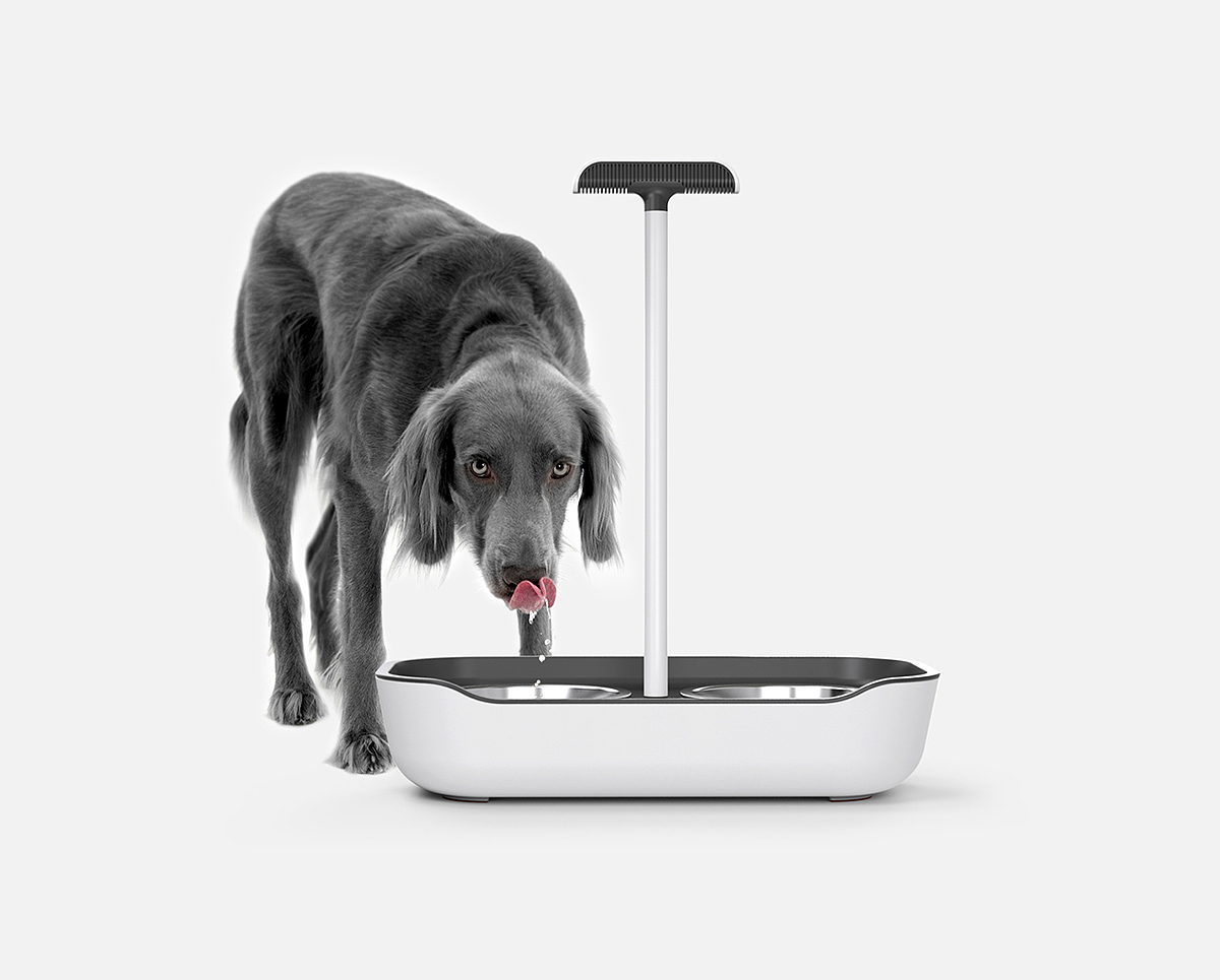 dog，Pet Supplies & Pet，Plate Basin，
