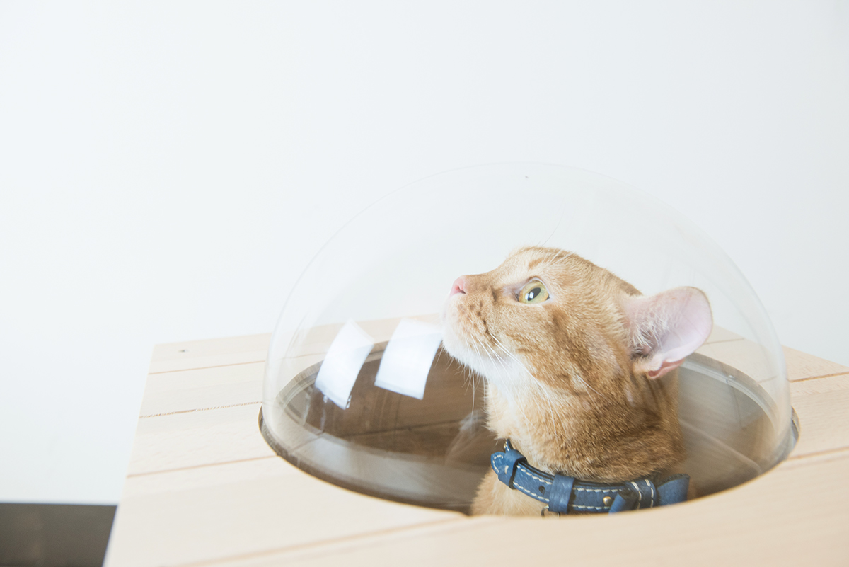 Pet products，Pet nest，fashion，beautiful，Interesting，clap，