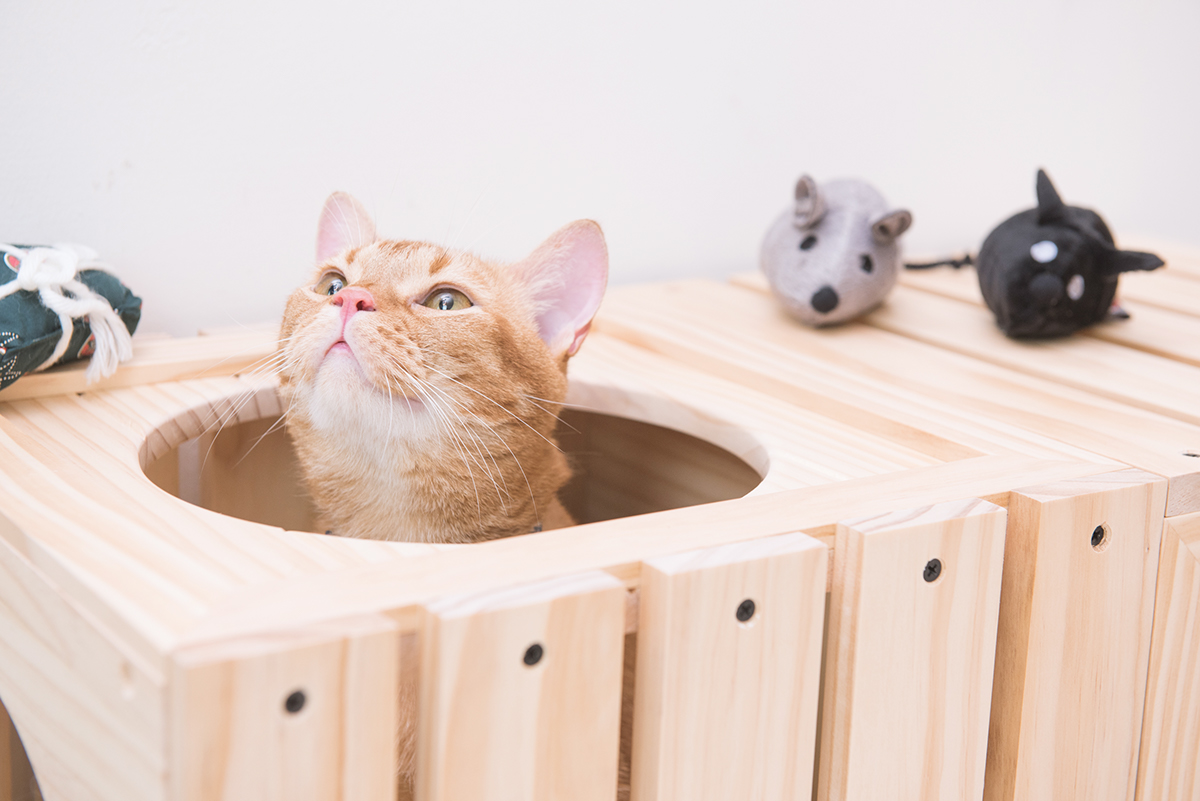 Pet products，Pet nest，fashion，beautiful，Interesting，clap，