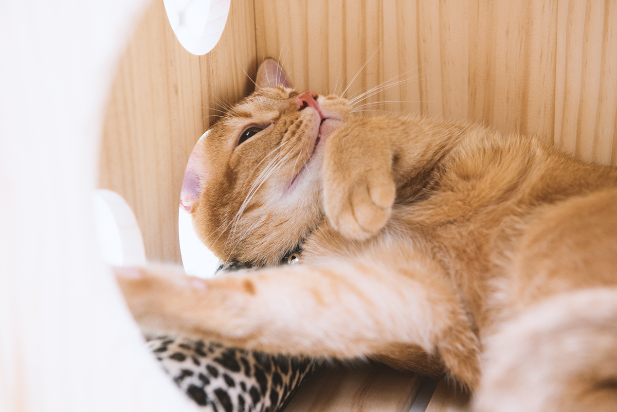 Pet products，Pet nest，fashion，beautiful，Interesting，clap，