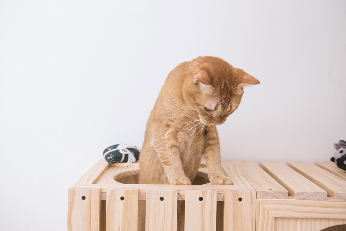 Pet products，Pet nest，fashion，beautiful，Interesting，clap，