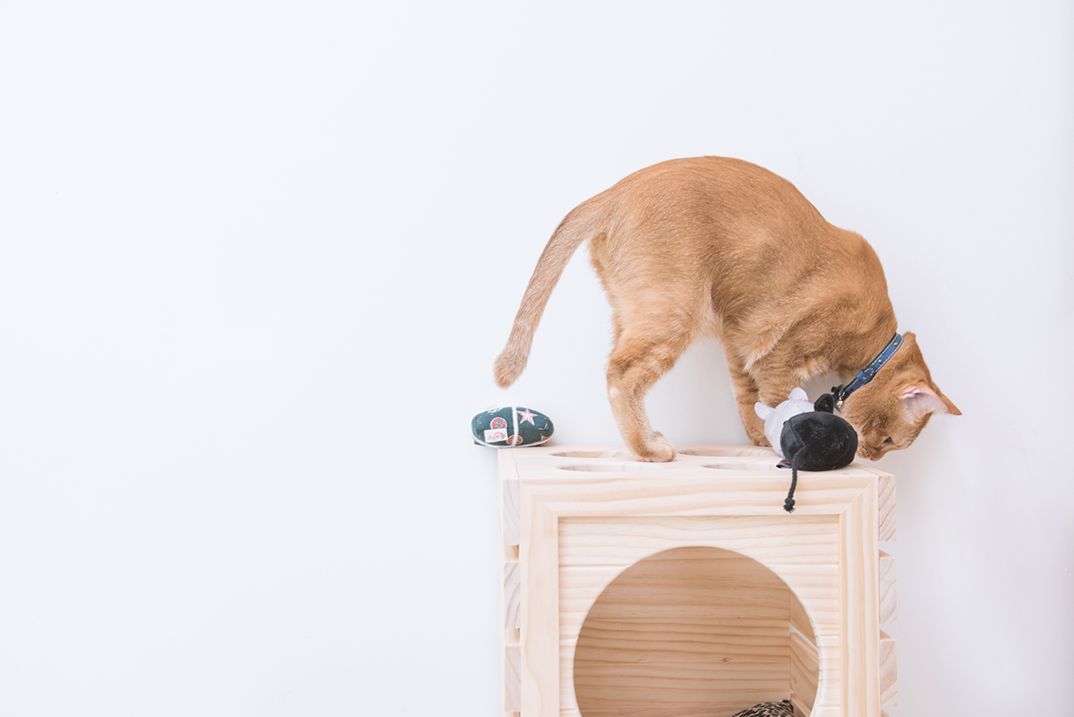 Pet products，Pet nest，fashion，beautiful，Interesting，clap，