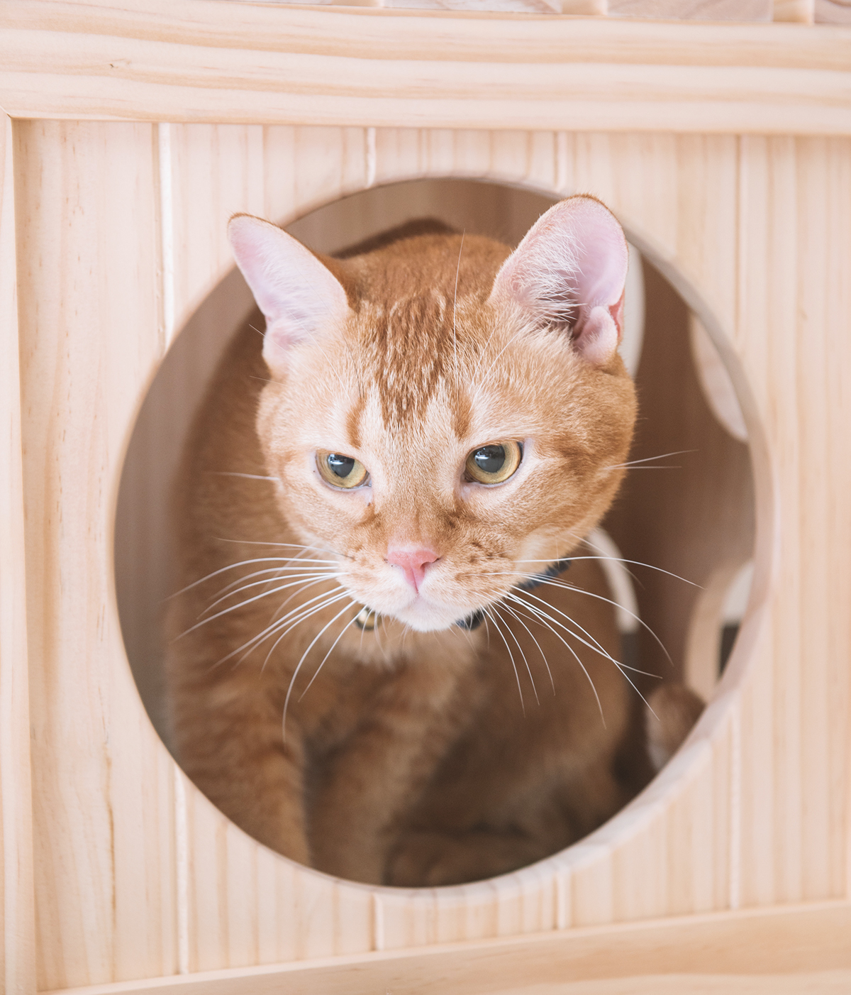 Pet products，Pet nest，fashion，beautiful，Interesting，clap，