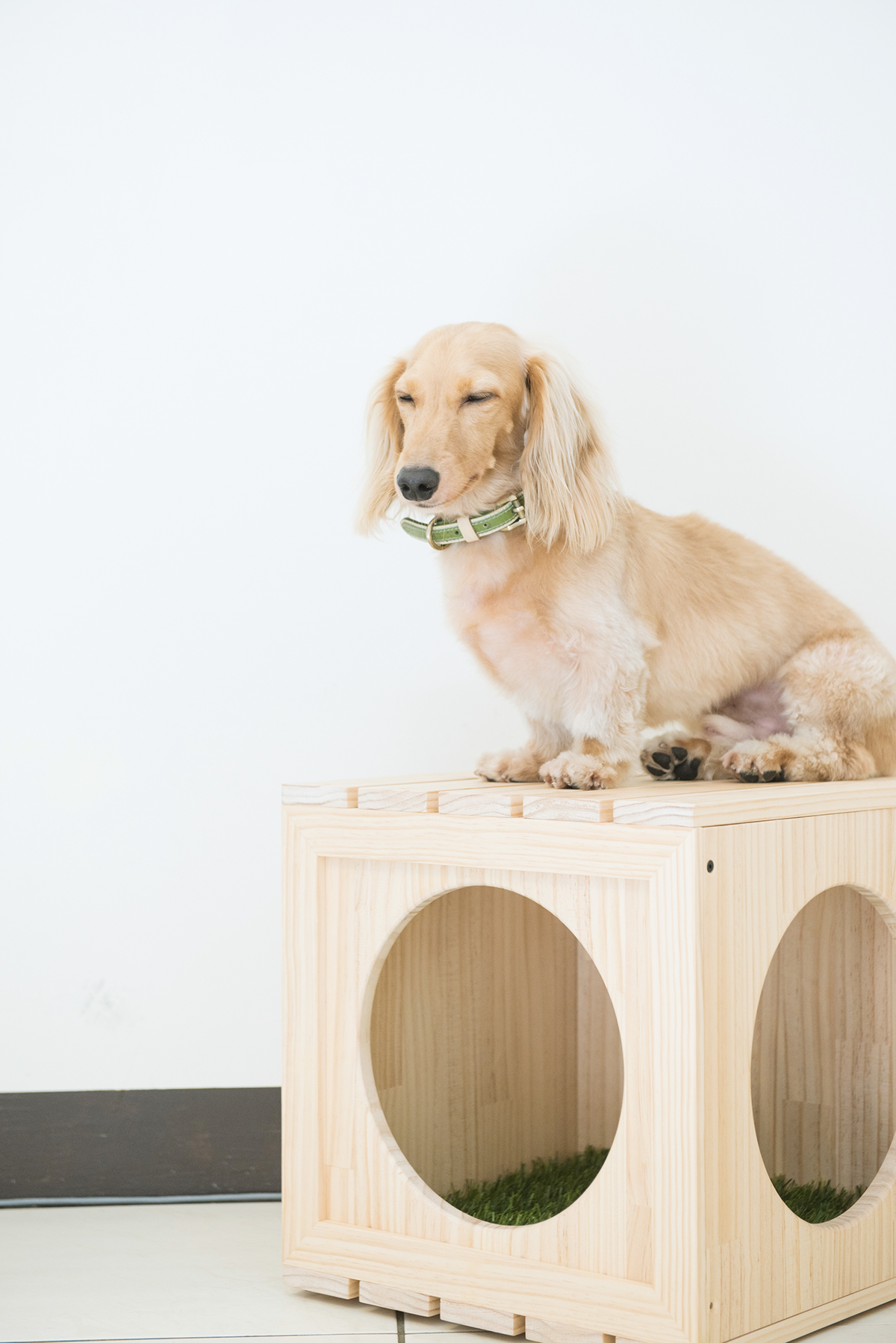 Pet products，Pet nest，fashion，beautiful，Interesting，clap，