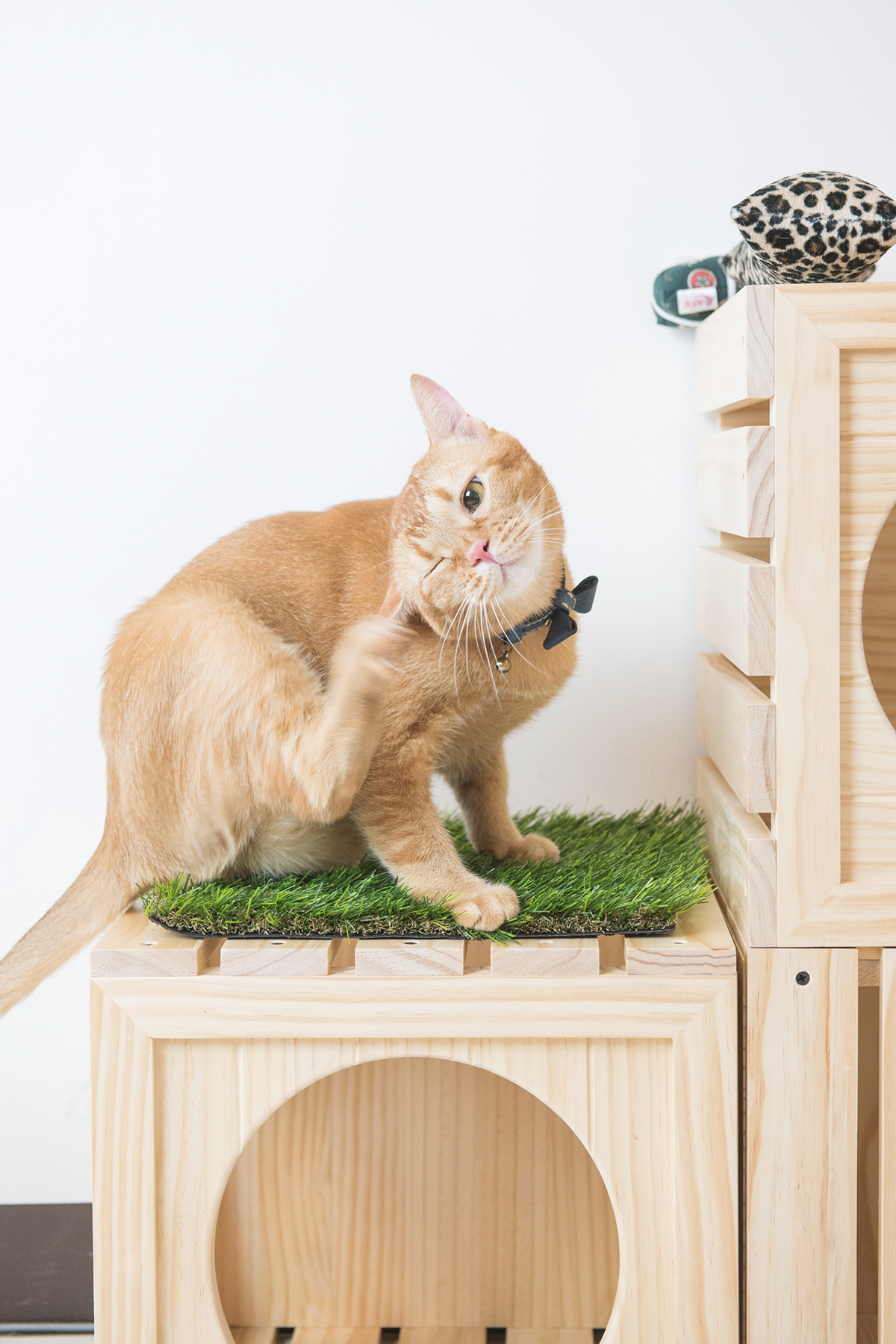 Pet products，Pet nest，fashion，beautiful，Interesting，clap，