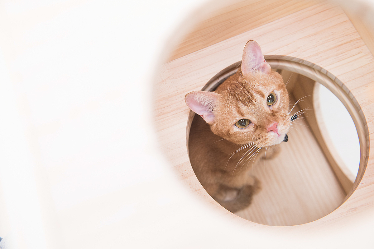 Pet products，Pet nest，fashion，beautiful，Interesting，clap，