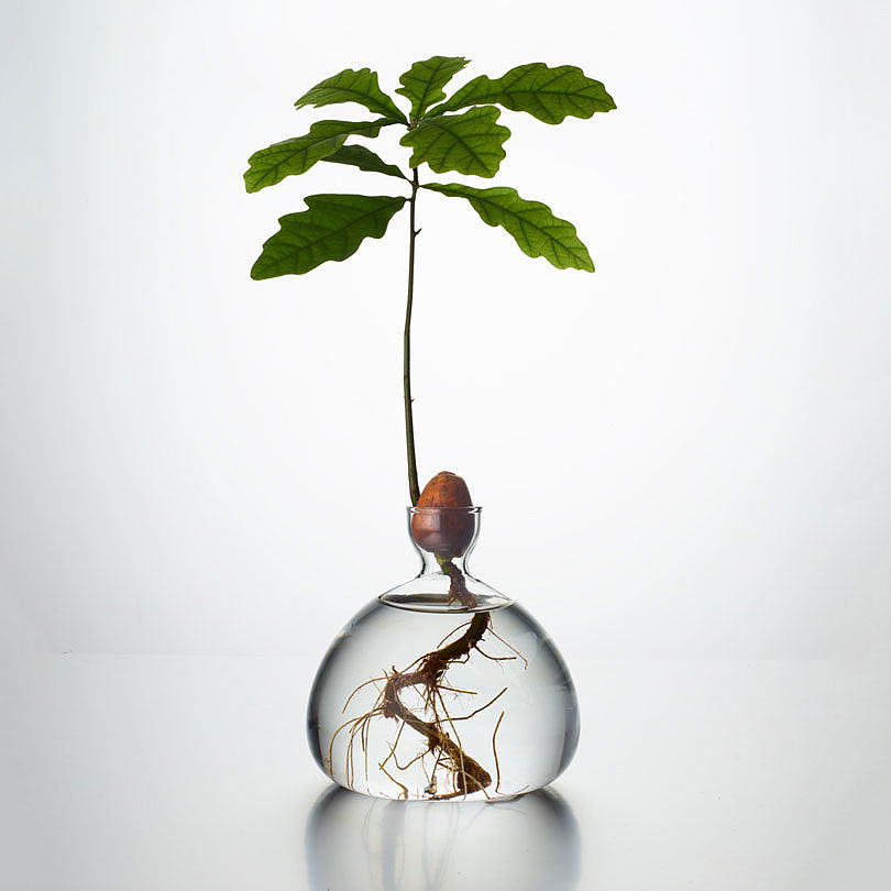 Ilex Studio，The glass vase，Witness the germination process，