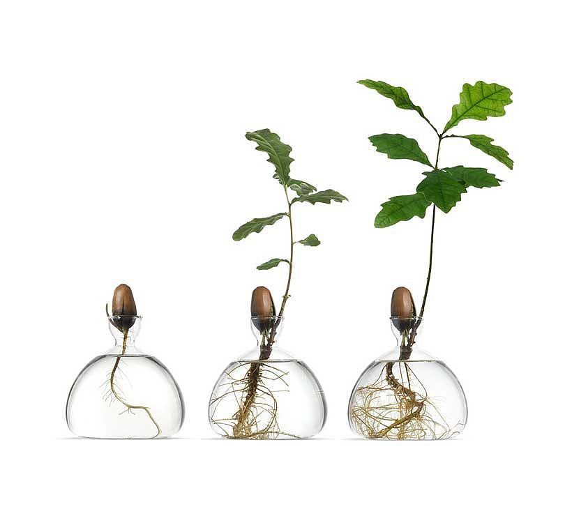 Ilex Studio，The glass vase，Witness the germination process，