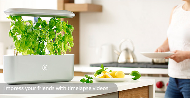 Intelligent planting，Indoor planting，Intelligent irrigation，Soilless culture，No pests，