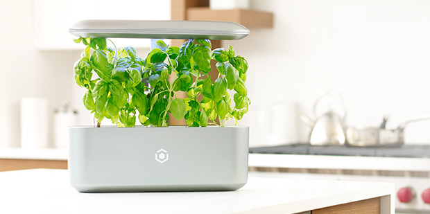 Intelligent planting，Indoor planting，Intelligent irrigation，Soilless culture，No pests，