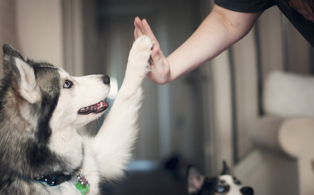 Pet supplies, dog walking，Pet tractor，