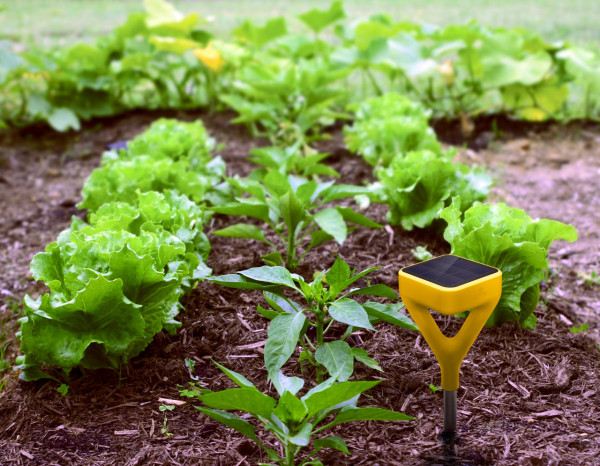 edin，intelligence，temperature，sunshine，soil moisture ，