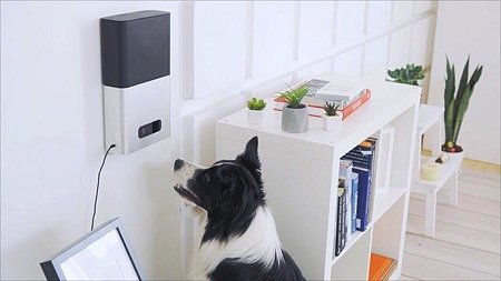 dog，Design，originality，Pets，intelligence，