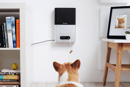 dog，Design，originality，Pets，intelligence，