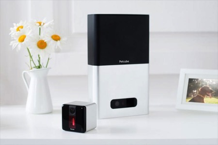 dog，Design，originality，Pets，intelligence，