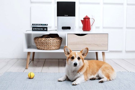 dog，Design，originality，Pets，intelligence，