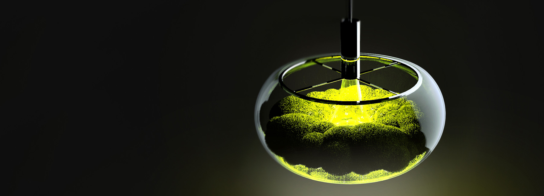 mosslamp，Plant lamp，nature，green，inside the city，