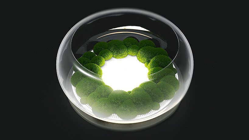 mosslamp，Plant lamp，nature，green，inside the city，