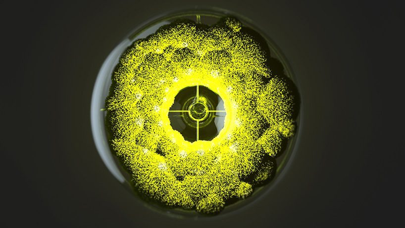 mosslamp，Plant lamp，nature，green，inside the city，