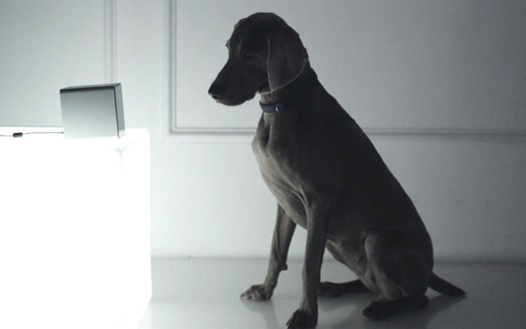 Pets，Digital technology，monitor，Camera，