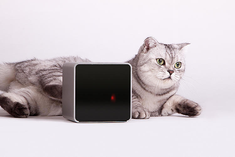 Pets，Digital technology，monitor，Camera，
