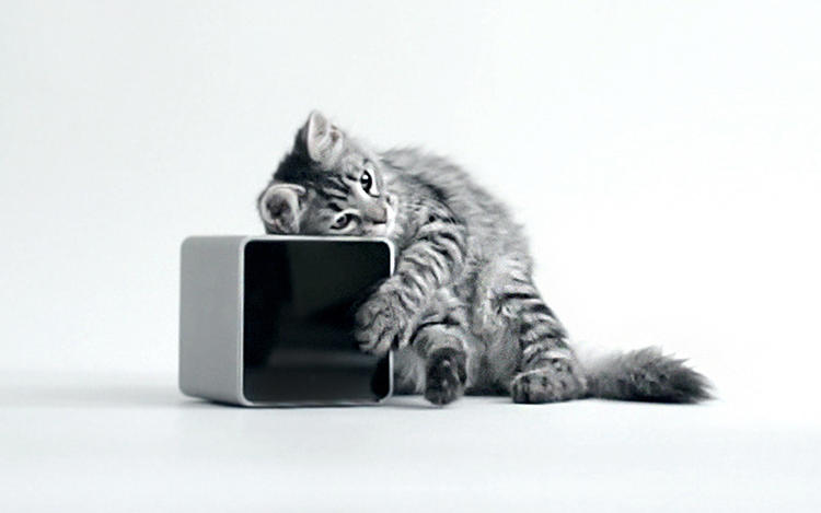 Pets，Digital technology，monitor，Camera，