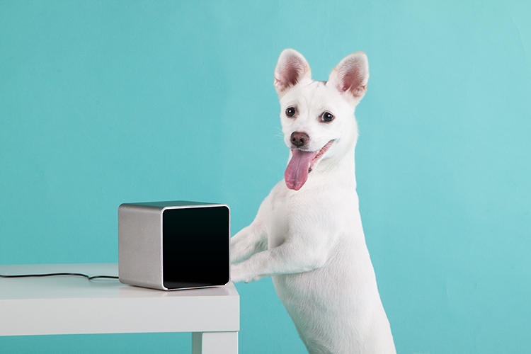 Pets，Digital technology，monitor，Camera，