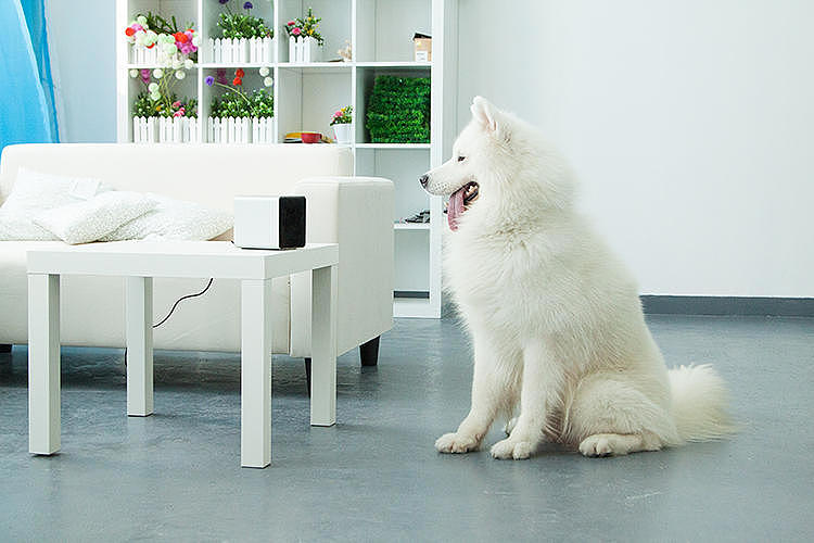 Pets，Digital technology，monitor，Camera，
