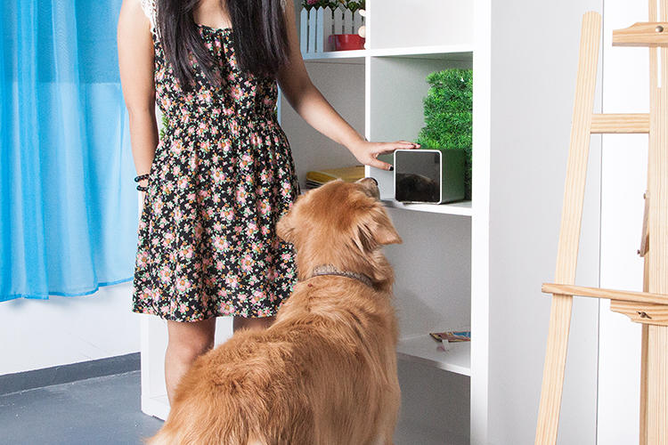 Pets，Digital technology，monitor，Camera，