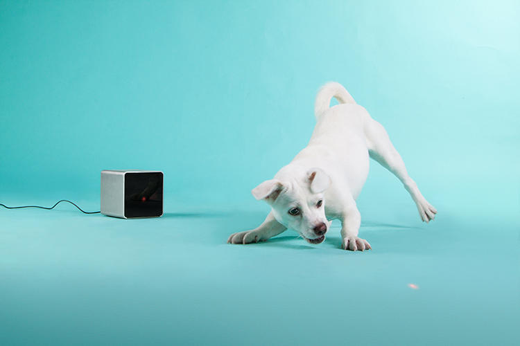 Pets，Digital technology，monitor，Camera，