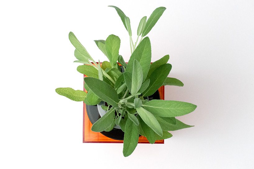 Grow vegetables，nasa，Organic vegetables，plant，Fruits，