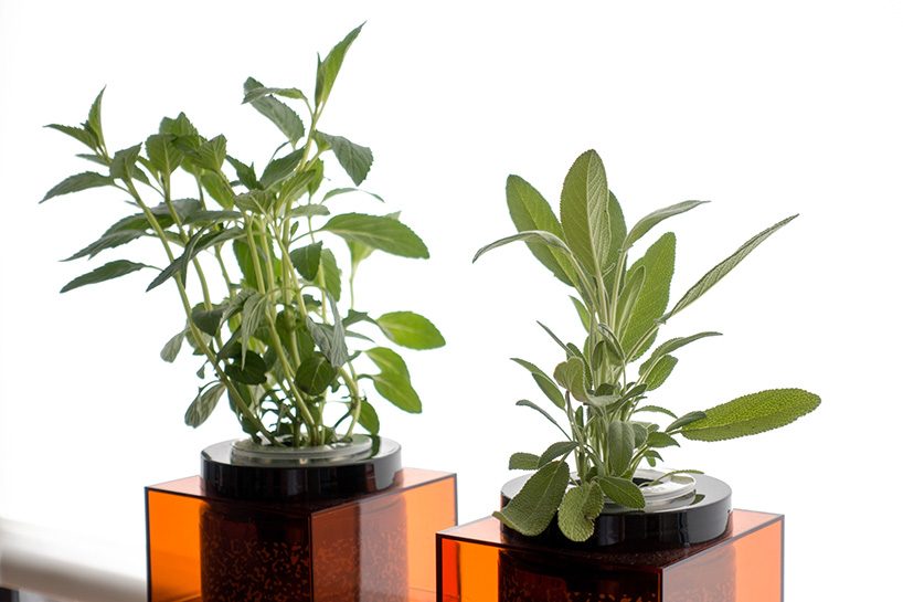 Grow vegetables，nasa，Organic vegetables，plant，Fruits，