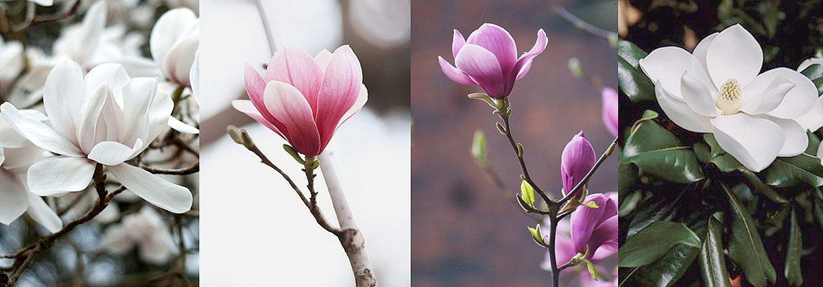 kitchenware，grace，Magnolia，inspiration，cooking utensil，