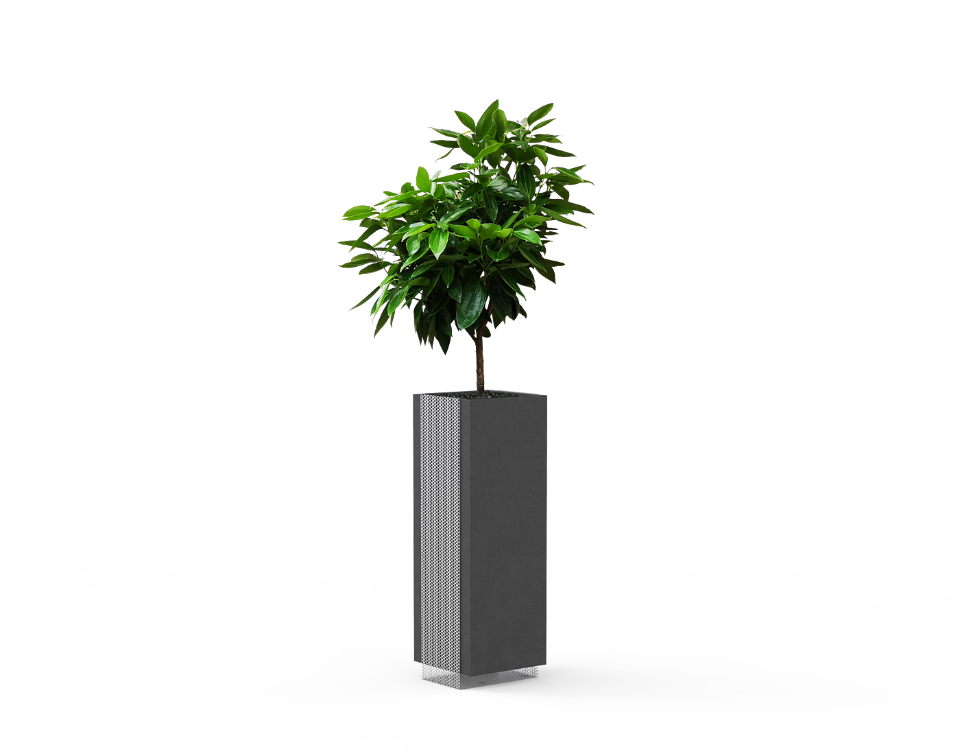 Indoor green plants and potted plants，industrial design，Modern industrial style，Modern simplicity，Bird of Paradise indoor green plant，Basin design，Indoor green plant furnishings，product design，