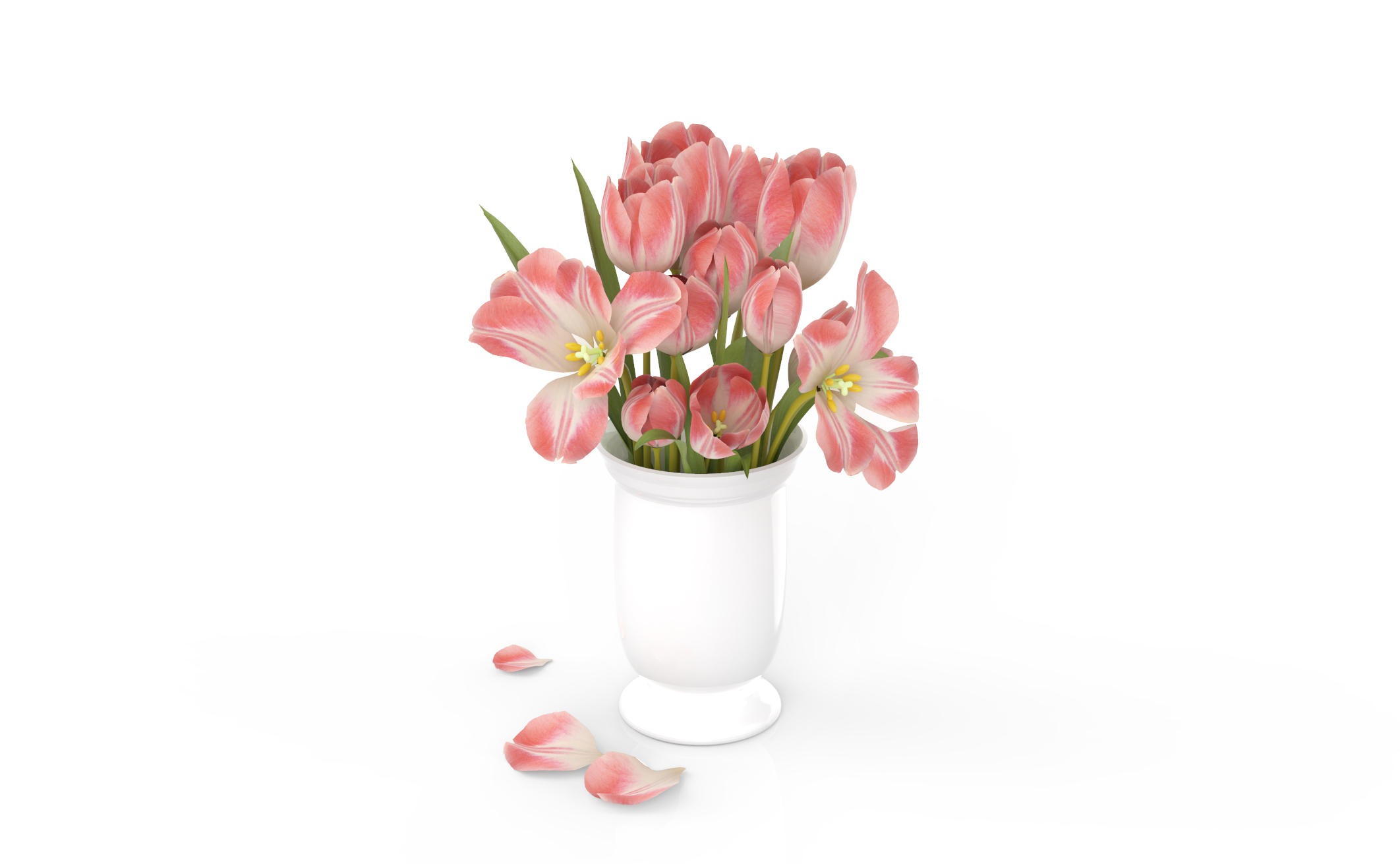 tulips，Plant bonsai，Botany，bonsai，Interior decoration，Home Furnishing，