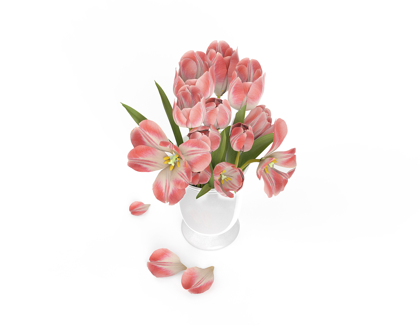 tulips，Plant bonsai，Botany，bonsai，Interior decoration，Home Furnishing，